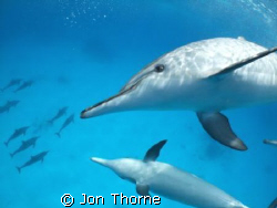 Playful Spinner Dolphins by Jon Thorne 